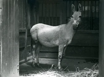 Ein Somali-Wildesel im Londoner Zoo, 1915. Der Somali-Wildesel ist eine gefährdete Unterart des Afrikanischen Wildesels.